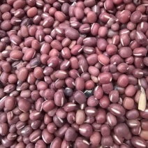 长白县红豆大量批发品质好