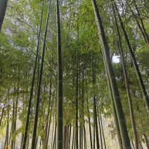 竹子