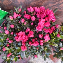 杜鹃花杜鹃花基地直供