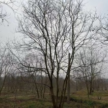 丛生乌桕