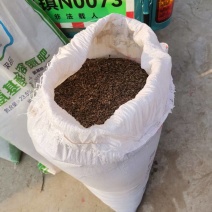 亳州市白术种子（籽）