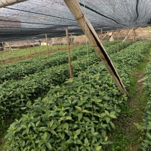 草珊瑚苗