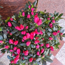 杜鹃花四季开花盆栽室内室外阳台庭院观赏花苗绿植花卉植物包