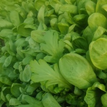 大叶茼蒿