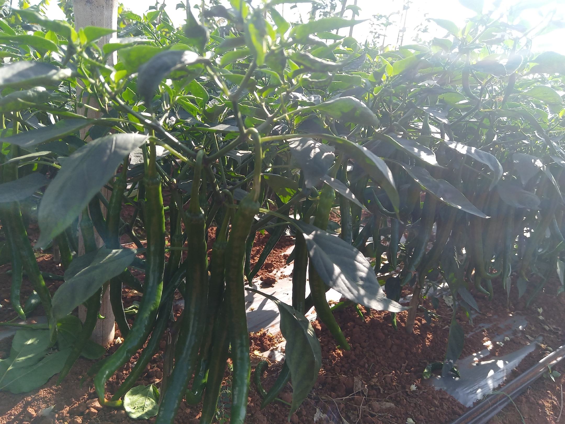 两名农业技术人员在田间指导农民进行线椒移栽,一人手持测量尺确定株距,另一人将幼苗放入定植穴,背景为已覆膜的整齐畦面,远处可见滴灌设备 线椒移栽现场操作场景