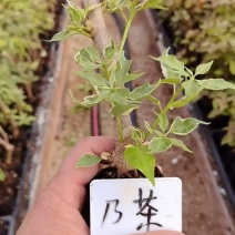 漳州三角梅基地，100多个品种小袋苗陆续上市。质优价美。
