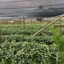 草珊瑚