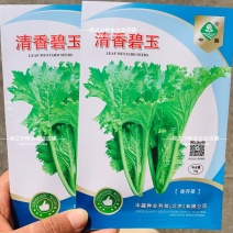清香碧玉芥菜种子香叶青菜种籽香菜饺子菜种子阳台田园蔬菜