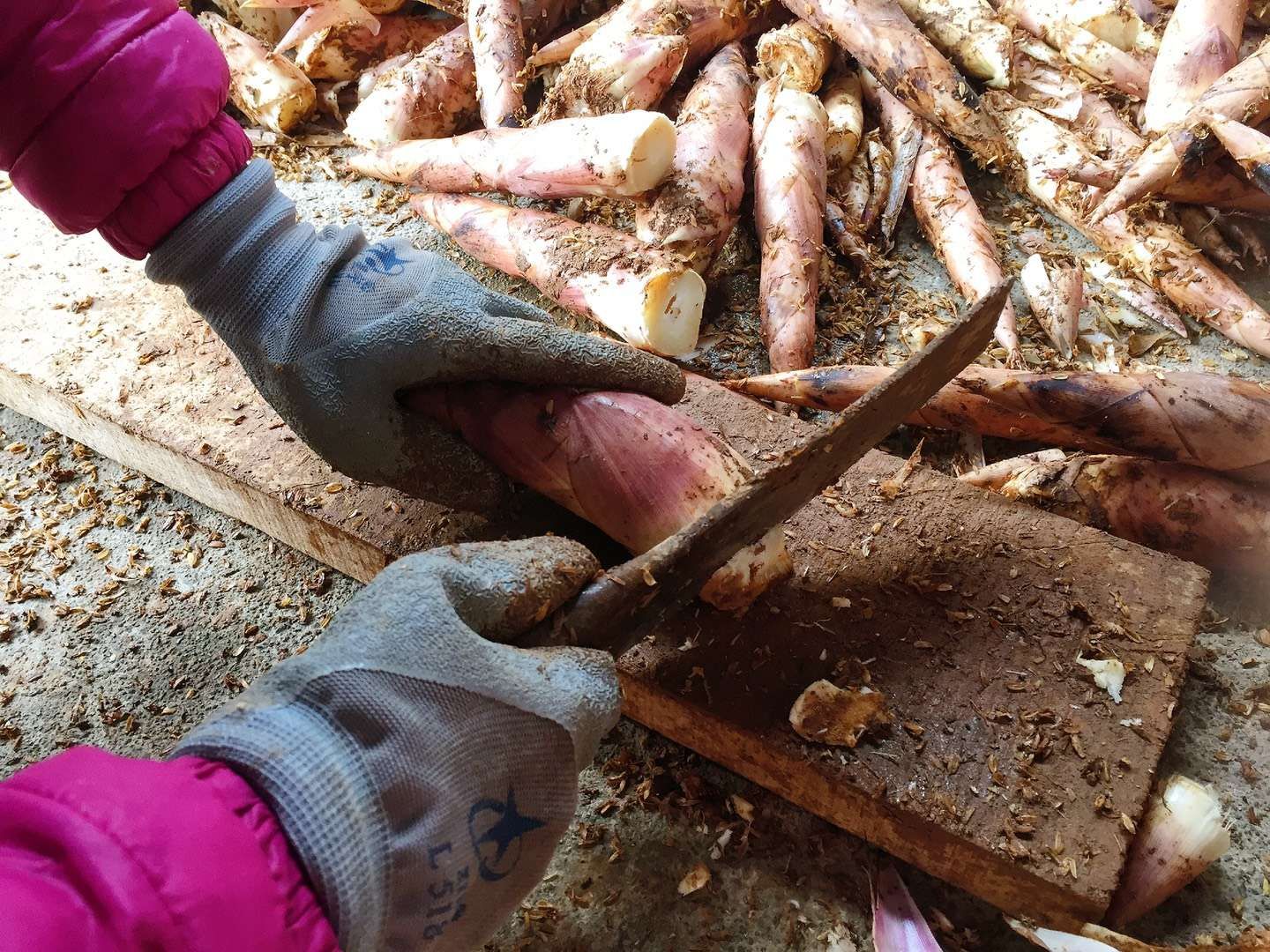雷竹笋新鲜采收与剥壳处理过程