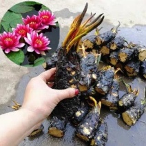睡莲睡莲种苗水培植物水生池塘水池种迷你小睡莲见水就活