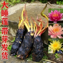 睡莲见水就活睡莲种苗大棵的水培植物，颜色齐全