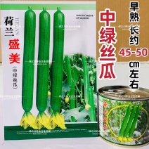 荷兰盛美丝瓜种子早熟特长中绿丝瓜种子翠绿长棒型肉质硬大田