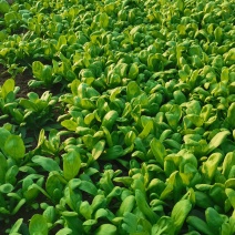 大叶茼蒿**