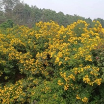 3公分黄花槐基地直发成活率高运输便利