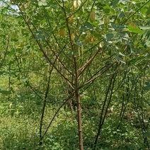 5公分黄花槐基地直发成活率高运输便利