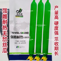 强雌耐热**丝瓜种子强雌型丝瓜种子抗热早熟节节有瓜长棒