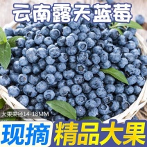 云南蓝莓/一件代发/淘宝/拼多多/京东/直播/全平台对接