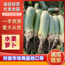 精品水果萝卜、口感**好，鲜樱、水洗都有，大量供应