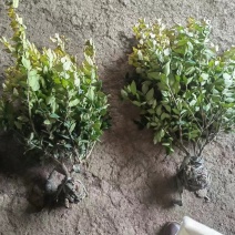 金森女贞大毛球，冠幅30左右，质量好，价格便宜