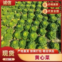 黄心菜大量有货，价格便宜可供超市电商批发发货全国