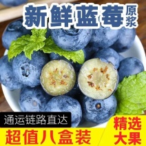 云南蓝莓/一件代发/淘宝/拼多多/京东/直播/全平台对接