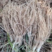 江苏丰县电商用韭菜根产地直发
