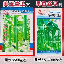 帮达美玉丝瓜种子特长早香丝瓜种子抗病高产肉嫩清香丝瓜种籽