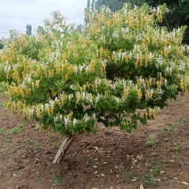 金银花盆景金银花树桩老桩河北巨鹿产地直销优美好树型