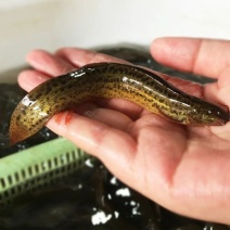 泥鳅鱼4/5个月