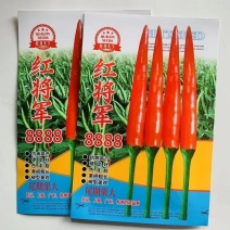 红将军8888大果朝天椒**大号特辣单生大果型青红两用基