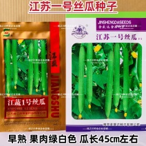 江蔬一号丝瓜种子特长丝瓜种籽早熟高产杂交果肉白绿色薄皮