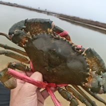 青蟹肉蟹膏蟹