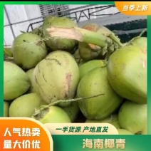 海南椰子