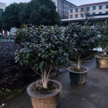 茶花