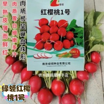 绿领红樱桃1号萝卜种子早熟萝卜种子皮薄细嫩多汁红萝