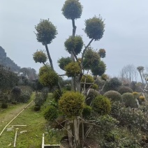 造型亮晶树