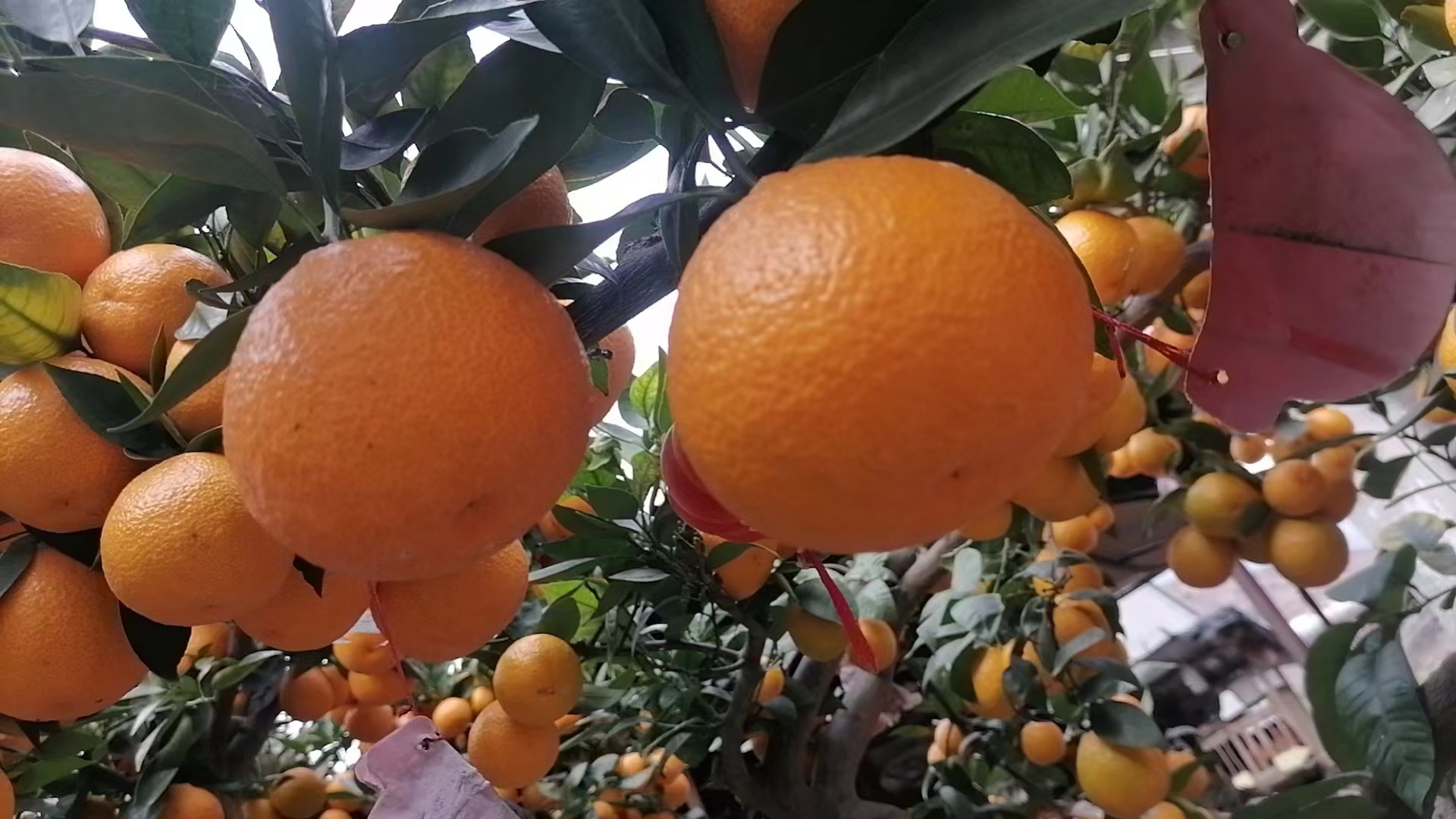 黄果柑切面特写图