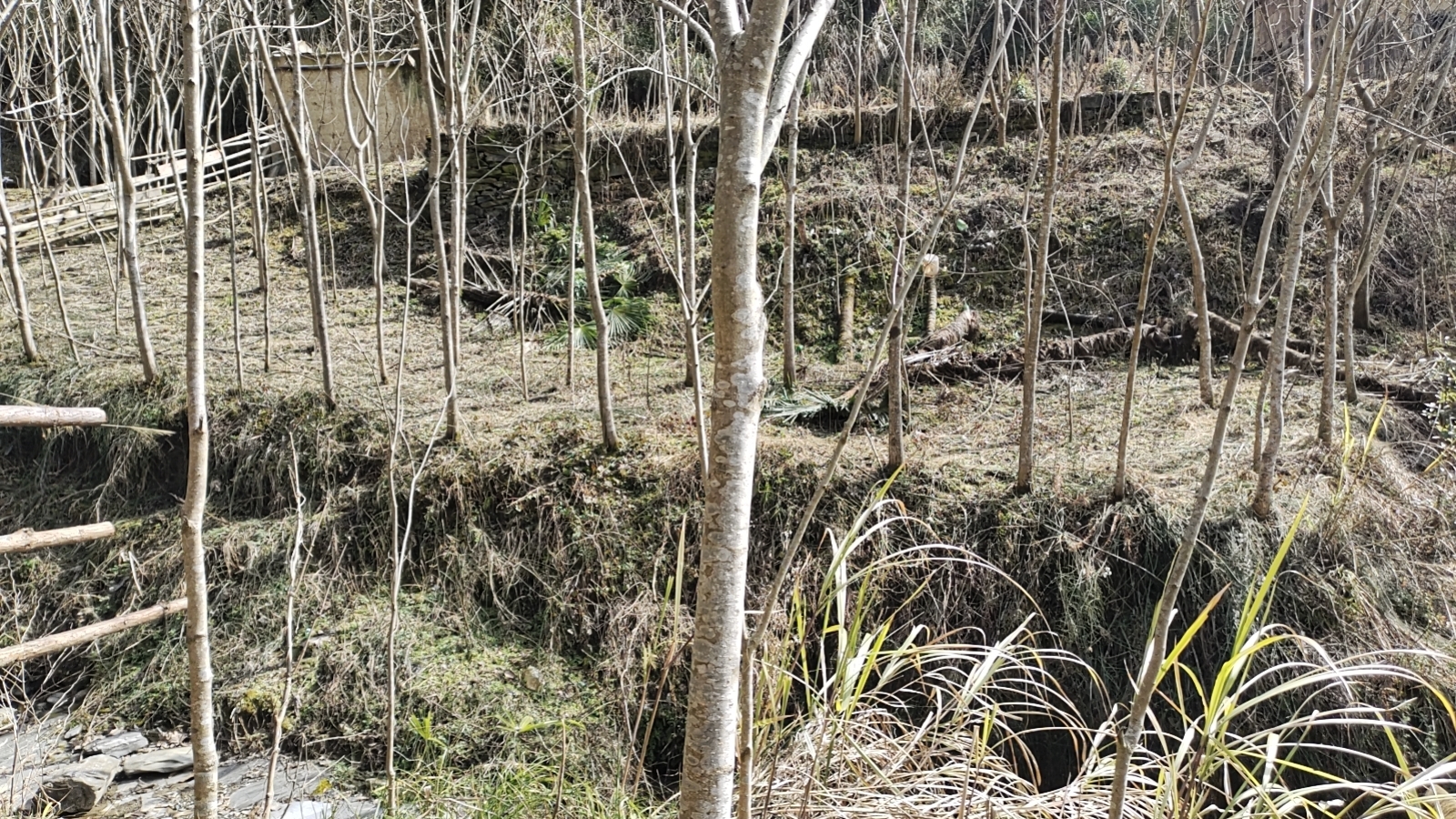 侧柏成年林在干旱山坡上的生长实景