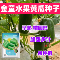 金童水果迷你黄瓜种子光滑无刺脆甜多汁早熟春秋种植