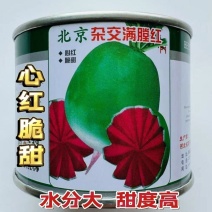 心红脆甜萝卜种子北京杂交满堂红萝卜种子红肉绿皮脆甜萝卜
