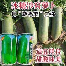 正宗天津冰糖沙窝萝卜种子水果青萝卜种籽甜脆多汁绿肉秋播罗
