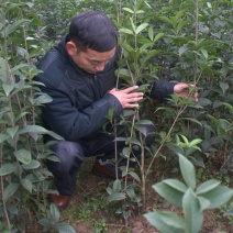 桂花苗