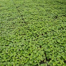 一串红穴盘苗