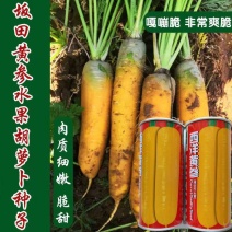 西洋黄参西欧引进精选齐头黄胡萝卜种子黄皮米黄色胡萝卜