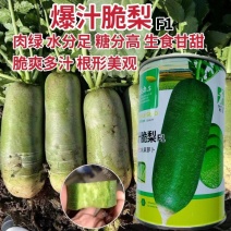 爆汁脆梨萝卜种子绿肉脆甜水多糖分高青萝卜秋季杂交水果萝卜
