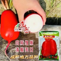 龙盛满身红萝卜种子四川地方品种红色萝卜种子大田用种清脆爽