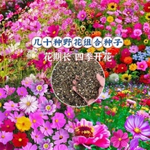 四季野花组合花种子四季播种室外花种籽阳台庭院花海庭院
