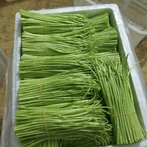 全嫩精品藜蒿，手慢拍大腿