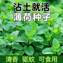 薄荷盆栽可食用留兰香苗驱蚊草室内植物水培薄荷叶柠檬香蜂草