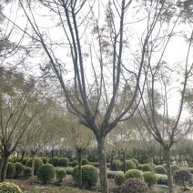 蓝花楹大量有货产地直发常年供应欢迎客商联系
